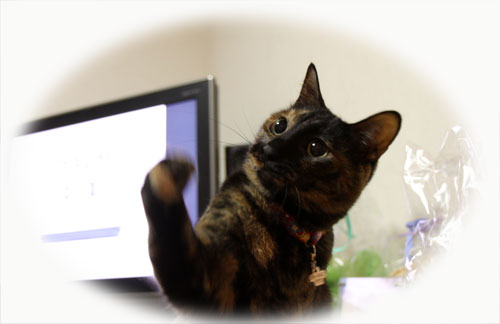 りさはセラピスト?_d0355333_11021123.jpg