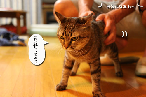 元気になあれマッサージ_d0355333_11021156.jpg