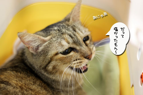 病院へいってきました_d0355333_11021308.jpg