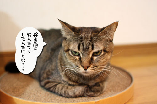 病院へいってきました_d0355333_11021335.jpg