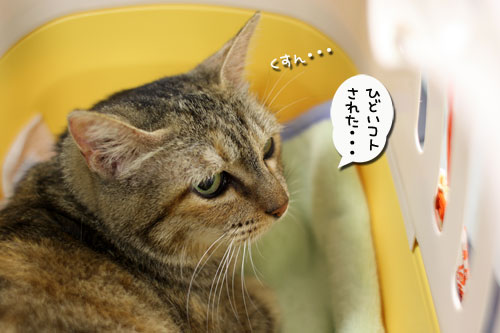 病院へいってきました_d0355333_11021356.jpg