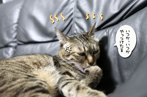 笑子たんのたくらみ_d0355333_11021418.jpg
