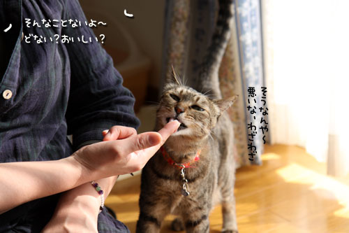 にゃん友さんがやってきた★中編_d0355333_11022004.jpg