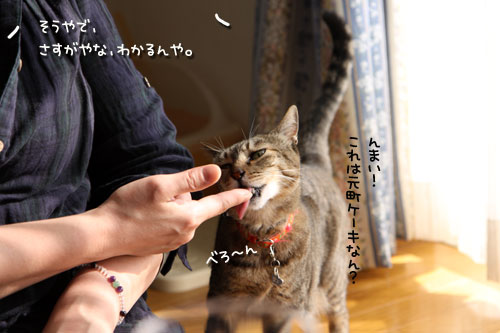 にゃん友さんがやってきた★中編_d0355333_11022023.jpg