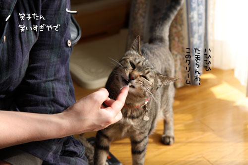 にゃん友さんがやってきた★中編_d0355333_11022094.jpg