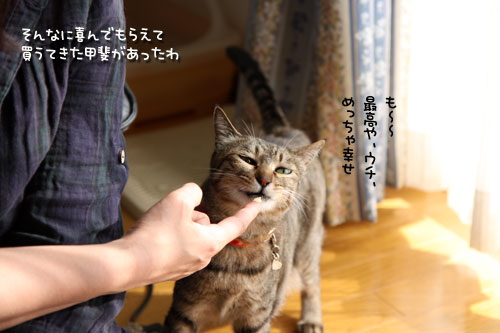 にゃん友さんがやってきた★中編_d0355333_11022174.jpg