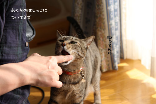 にゃん友さんがやってきた★中編_d0355333_11022176.jpg