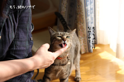 にゃん友さんがやってきた★中編_d0355333_11022177.jpg