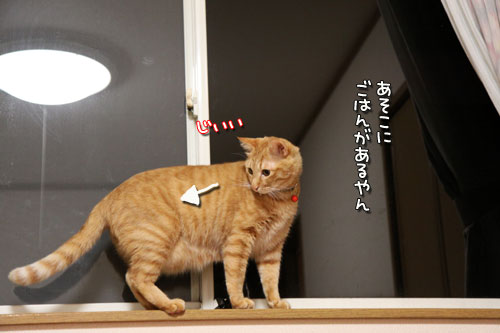 ケージ越しの・・・_d0355333_11022591.jpg