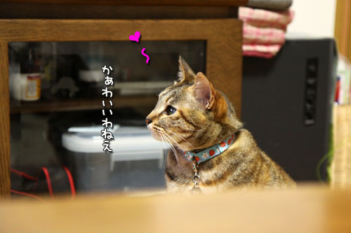 ムードメーカーなララちゃん_d0355333_11023020.jpg