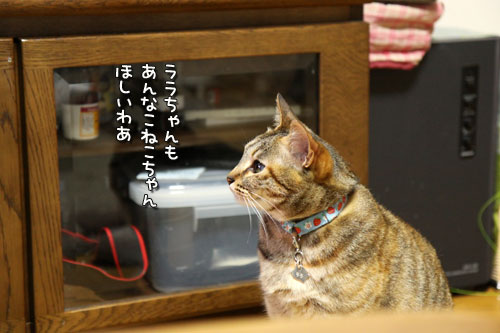 ムードメーカーなララちゃん_d0355333_11023127.jpg