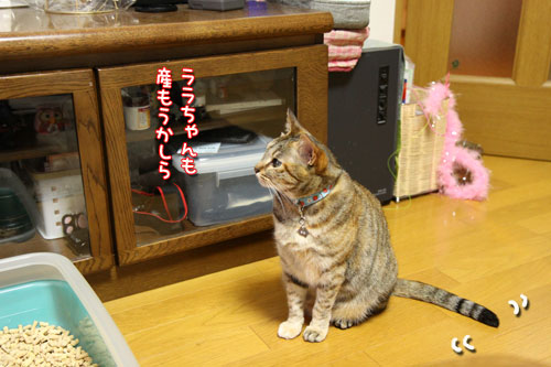 ムードメーカーなララちゃん_d0355333_11023142.jpg