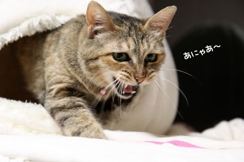 おにぎりハウスでつかまえて_d0355333_11023293.jpg