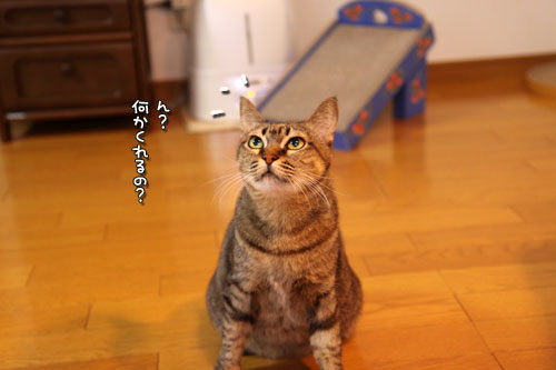 雨の日はやっぱり_d0355333_11023389.jpg