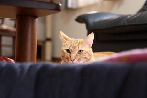 猫的な一日。_d0355333_11023756.jpg