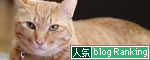 猫的な一日。_d0355333_11023796.jpg
