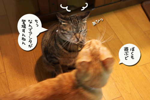 思わず立つ猫_d0355333_11024728.jpg