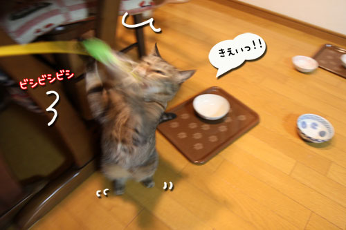 思わず立つ猫_d0355333_11024875.jpg