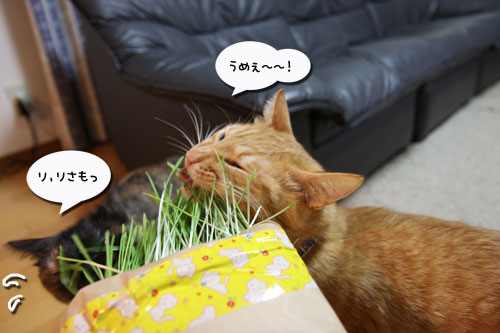 久々の猫草バトル_d0355333_11025419.jpg