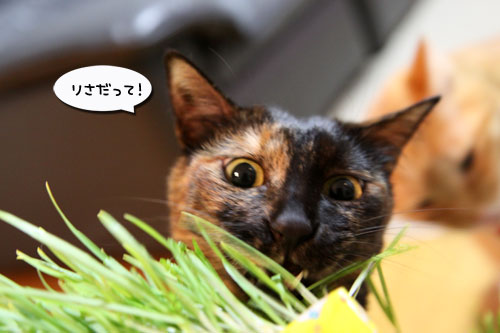 久々の猫草バトル_d0355333_11025498.jpg