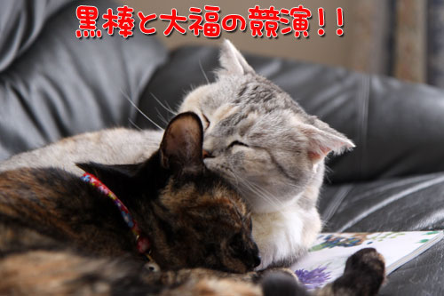 し・あ・わ・せ!_d0355333_11025518.jpg