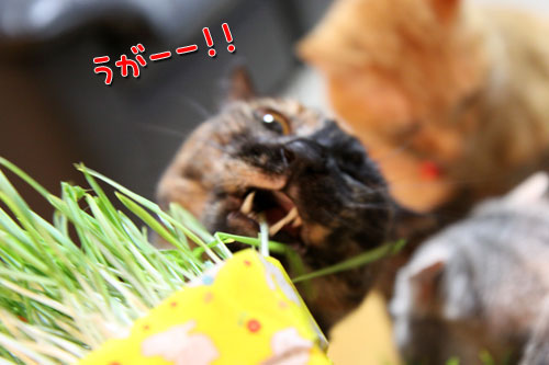 久々の猫草バトル_d0355333_11025534.jpg