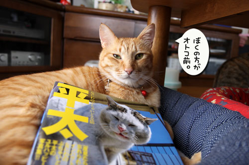ぶちゃいどる平太くんの写真を見に・・・_d0355333_11025983.jpg