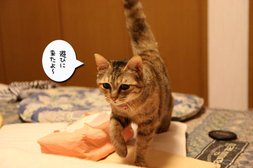 ちょっとずつでも進歩。_d0355333_11030101.jpg
