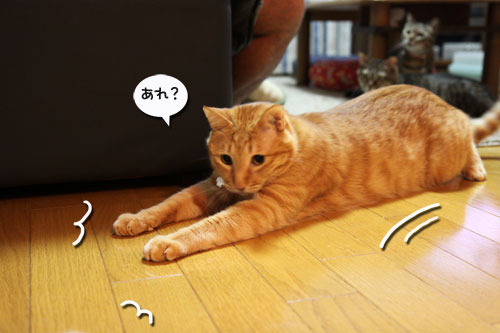 ちゃとらんのシェイプアップ作戦_d0355333_11030318.jpg