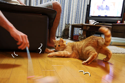 ちゃとらんのシェイプアップ作戦_d0355333_11030353.jpg