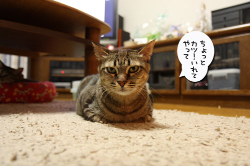 ちゃとらんのシェイプアップ作戦_d0355333_11030371.jpg