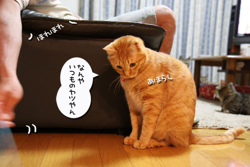 ちゃとらんのシェイプアップ作戦_d0355333_11030375.jpg