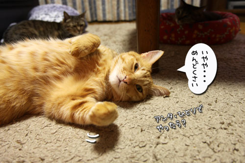 ちゃとらんのシェイプアップ作戦_d0355333_11030379.jpg