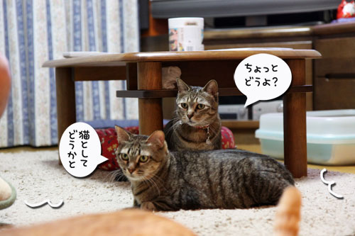 ちゃとらんのシェイプアップ作戦_d0355333_11030484.jpg