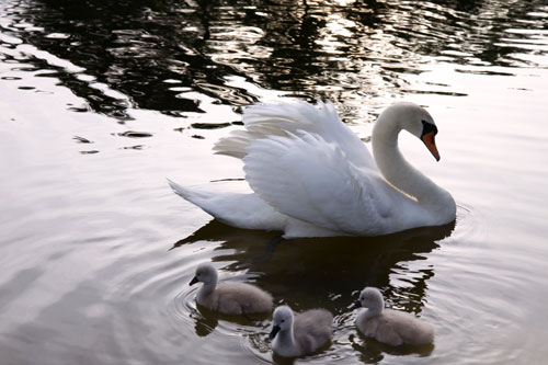 白鳥の湖の罠_d0355333_11032138.jpg