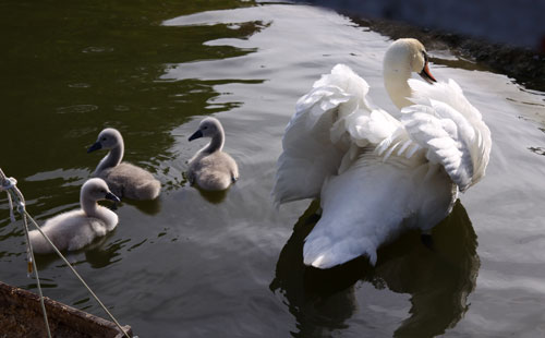 白鳥の湖の罠_d0355333_11032149.jpg