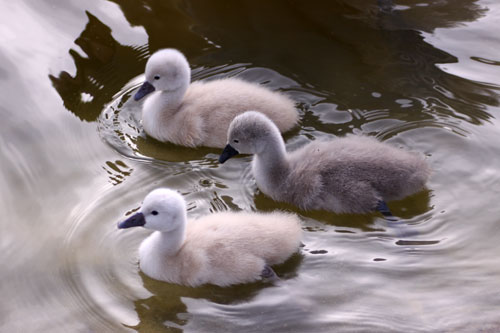 白鳥の湖の罠_d0355333_11032228.jpg
