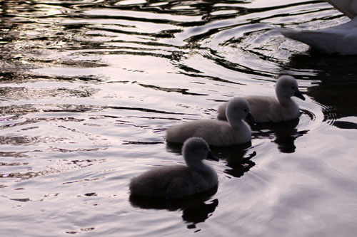 白鳥の湖の罠_d0355333_11032236.jpg