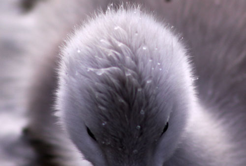 白鳥の湖の罠_d0355333_11032257.jpg