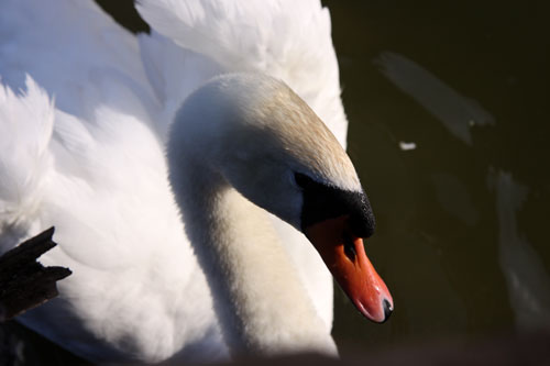 白鳥の湖の罠_d0355333_11032431.jpg