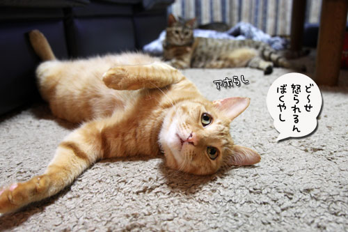 手が出る3秒前!_d0355333_11033134.jpg