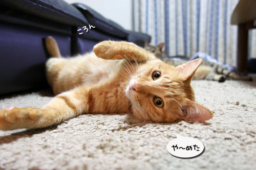 手が出る3秒前!_d0355333_11033147.jpg