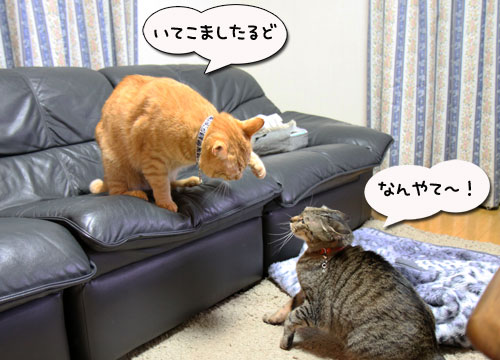手が出る3秒前!_d0355333_11033165.jpg
