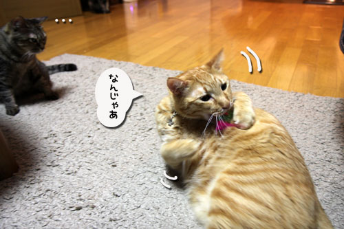 手が出る3秒前!_d0355333_11033274.jpg