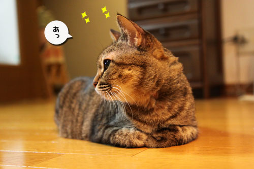 ひざ取りの秘策とは?_d0355333_11033337.jpg