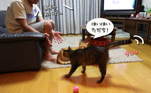 ひざ取りの秘策とは?_d0355333_11033345.jpg