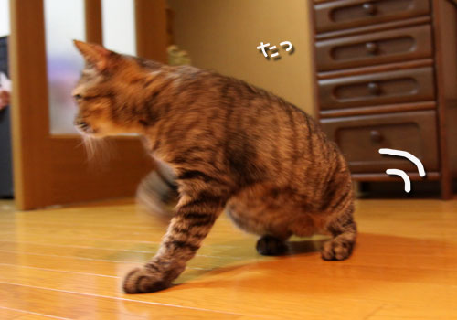 ひざ取りの秘策とは?_d0355333_11033399.jpg