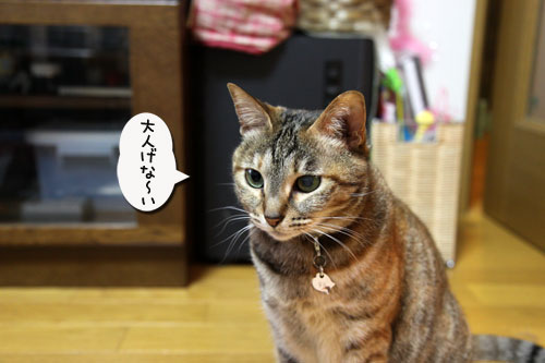 ひざ取りの秘策とは?_d0355333_11033436.jpg