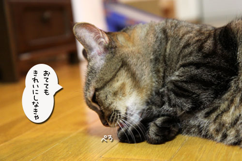 さて、軍配は・・・?_d0355333_11033561.jpg