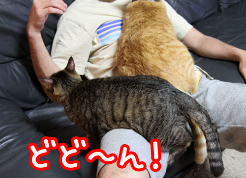さて、軍配は・・・?_d0355333_11033620.jpg